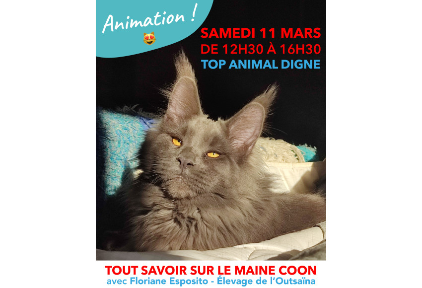 ANIMATION MAINE COON